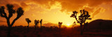 Sunset, Joshua Tree Park, California, USA Wall Decal by Panoramic Images 