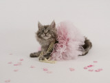 Maine Coon Photographic Print