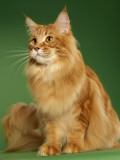 Maine Coon Photographic Print