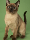 Tonkinese Impressão fotográfica Tonkinese Impressão fotográfica
