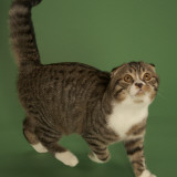 Scottish Fold Photographic Print