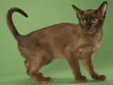 Tonkinese Impressão fotográfica Tonkinese Impressão fotográfica