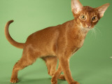 Abyssinian Lámina fotográfica Abyssinian Lámina fotográfica