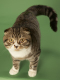 Scottish Fold Impressão fotográfica