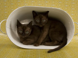 Sable Burmese Photographic Print