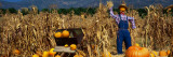 Pumpkin Patch at Bocalli Ranch, California, USA Wall Decal by Panoramic Images 