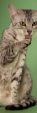 Egyptian Mau Photographic Print