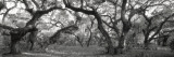 Oak Trees in a Forest, Lake Kissimmee State Park, Florida, USA Wall Decal by Panoramic Images 