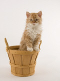 Selkirk Rex Photographic Print