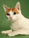 Japanese Bobtail Impressão fotográfica