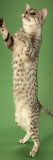 Egyptian Mau Photographic Print