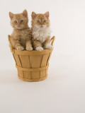 Selkirk Rex Photographic Print
