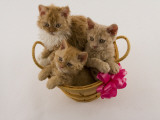 Selkirk Rex Photographic Print
