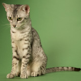 Egyptian Mau Photographic Print