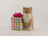 Selkirk Rex Photographic Print