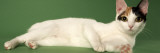 Japanese Bobtail Impressão fotográfica