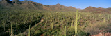 Saguaro National Park, Arizona, USA Wall Decal by Panoramic Images 