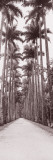 Garden Path, Rio De Janeiro, Brazil Wall Decal by Panoramic Images 