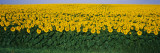 Sunflower Field, Maryland, USA Wall Decal by Panoramic Images 