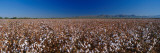 Cotton Field Wall Decal by Panoramic Images 