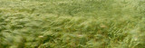 Grain Field in Wind, (Near Lorelei,) Germany Wall Decal by Panoramic Images 
