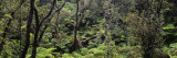 High Angle View of Trees in a Rainforest, Hawaii Volcanoes National Park, Hawaii, USA Wall Decal by Panoramic Images 