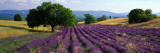 Flowers in Field, Lavender Field, La Drome Provence, France Kalkomania ścienna autor Panoramic Images Flowers in Field, Lavender Field, La Drome Provence, France Kalkomania ścienna autor Panoramic Images