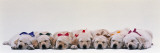 Labrador Puppies Wearing Bows, Sleeping Autocollant mural par Panoramic Images 