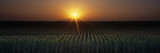 Sunrise, Crops, Farm, Sacramento, California, USA Vinilos decorativos por Panoramic Images Sunrise, Crops, Farm, Sacramento, California, USA Vinilos decorativos por Panoramic Images