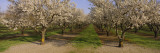 Trees in a Row, Almond Tree, Sacramento, California, USA Autocollant mural par Panoramic Images 