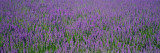 Field of Lavender, Hokkaido, Japan Wall Decal by Panoramic Images 