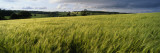 Barley Field, Wales, United Kingdom Wall Decal by Panoramic Images 