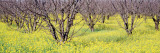Cherry Trees, San Joachin Valley, California, USA Wall Decal by Panoramic Images 