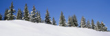 Low Angle View of Spruce Trees, San Juan Mountains, Colorado, USA Wall Decal by Panoramic Images 