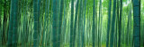 Bamboo Forest, Sagano, Kyoto, Japan Wall Decal by Panoramic Images 