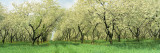 Rows of Cherry Tress in an Orchard, Minnesota, USA Wall Decal by Panoramic Images 