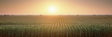 View of the Corn Field During Sunrise, Sacramento County, California, USA Wall Decal by Panoramic Images 