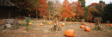 Pumpkins on a Field, Connecticut, USA Wall Decal by Panoramic Images 
