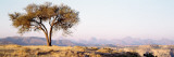 Tree, Debre Damo, Ethiopia, Africa Wall Decal by Panoramic Images 