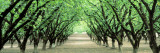Hazel Nut Orchard, Dayton, Oregon, USA Wall Decal by Panoramic Images 