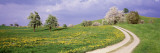 Dirt Road Through Meadow of Dandelions, Zug, Switzerland Wall Decal by Panoramic Images 