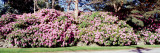 Azaleas, Rhode Island, USA Wall Decal by Panoramic Images 