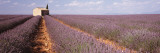 Lavender Field, Valensole Province, France Wall Decal by Panoramic Images 