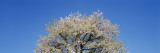 Cherry Blossoms, Switzerland Wall Decal by Panoramic Images 