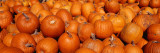 Close-up of Pumpkins Wall Decal by Panoramic Images 