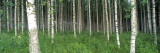 Birch Forest, Punkaharju, Finland Wall Decal by Panoramic Images 