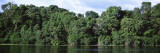 Amazon Rain Forest, Anavilhanas, Brazil Wall Decal by Panoramic Images 