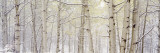 Autumn Aspens with Snow, Colorado, USA Wall Decal by Panoramic Images 