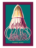 Jellyfish: Periphylla Mirabilis Vinilos decorativos por Ernst Haeckel