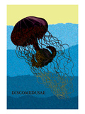 Jellyfish: Discomedusae Vinilos decorativos por Ernst Haeckel